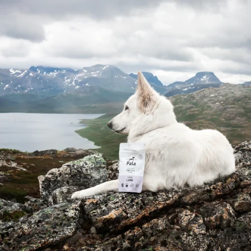 beautiful_view_with_snacks_healthy_lamb_treats.jpg Pala skanėstai šunims su ėriena