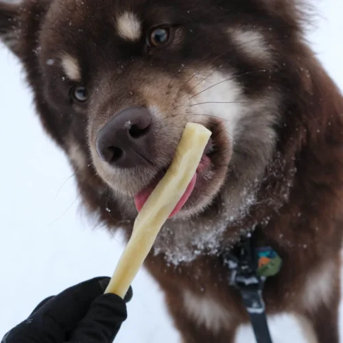 lapphund_cheese_bone_pala.jpg Pala Himalajų Sūrio Kaulas – Natūralus ir Ilgai Kramtomas Skanėstas Šunims