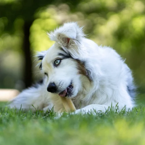 pala_pets_product_lifestyle_images56.jpg Pala Himalajų Sūrio Kaulas – Natūralus ir Ilgai Kramtomas Skanėstas Šunims