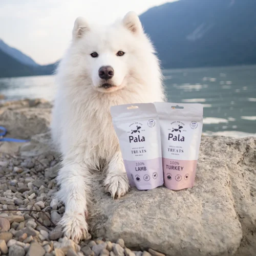 samoyed_dog_with_lamb_and_turkey_treats.jpg Pala skanėstai šunims su ėriena